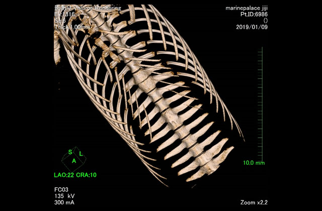 イルカ骨髄炎個体のCT画像データ