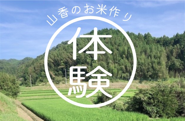 山香のお米作り（田植え・稲刈り・籾摺り）体験コース