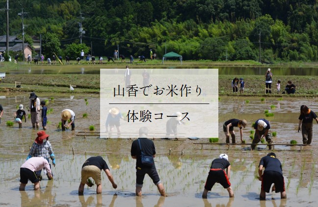 山香でお米作り体験コース